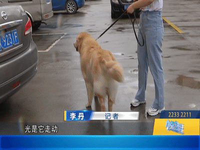  追责|佛山阿婆被狗绳绊倒身亡后续：家属表示不想追责