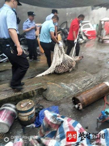  白天|“二师兄”白天闯入闹市宿舍楼警民擒拿无果动用麻醉枪