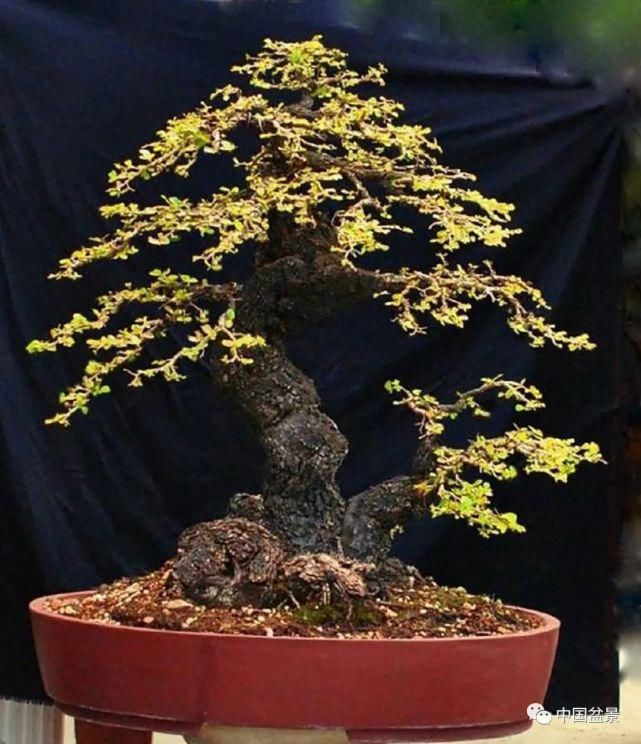 健康|观赏盆景 感悟人生：健康快乐才是生活的主宰！