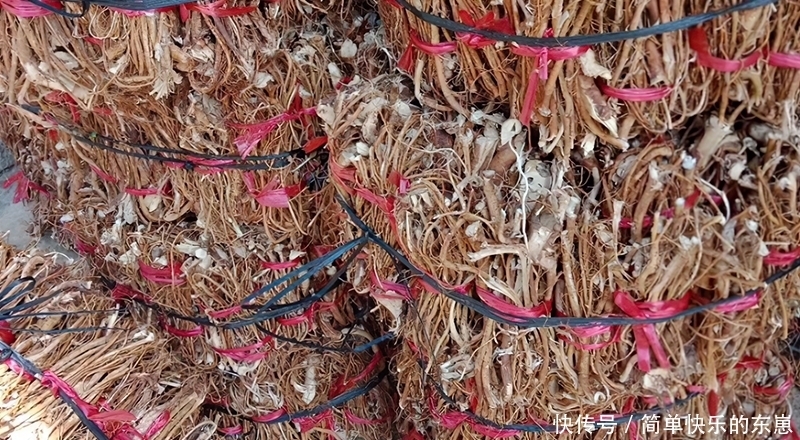 野生的五指|2年直接连根拔起,南方人的最爱,如今35元一斤,网友:真便宜