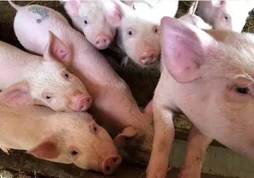 蔬菜价格|雨一直下,菜篮子能稳住吗?猪肉供得上吗?