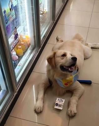  喝牛奶|赖皮汪为了喝牛奶，使出绝招逼妈妈买单，网友：这脾气很差！