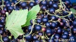 肚子|入秋后此果多吃,肚子平了、色斑没了!女人想留住容颜,可以试试