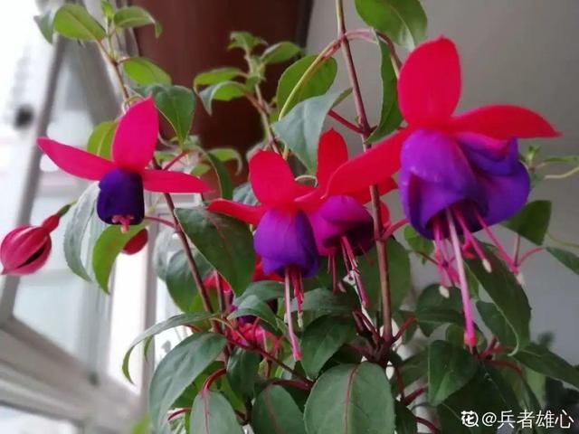  新芽|花养成光杆司令，赶紧这么救，3天冒新芽