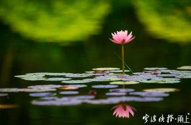  睡莲|甬城出梅日，盛夏赏睡莲