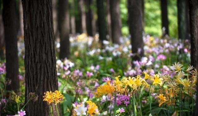  石蒜|申城公园石蒜花“乘风破浪”后，绽开笑颜进入花期