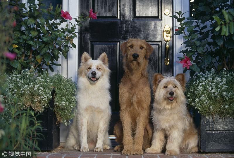 棒棒糖|狗被主人遗弃，主人的话让人愤怒，被救后，狗用行动报恩