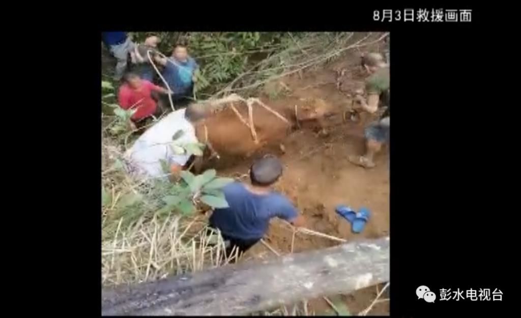  母牛|母牛掉进山洞里 邻居齐心把牛救