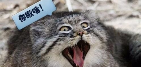  居住区|这种栖息于无人居住区的猫科动物，猫头鹰脸，表情丰富走红网络