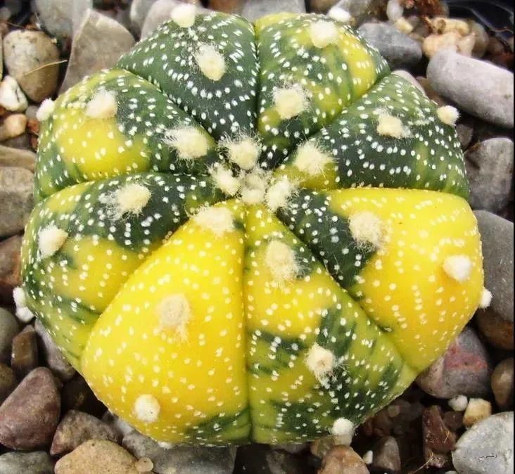  人养|每个人养肉人都应该学会鉴赏“兜”