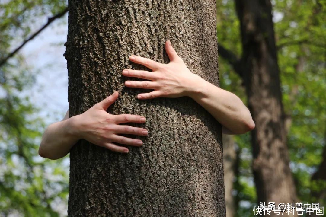 年轻人请立即停止内耗(这届年轻人，正在靠“抱树”治内耗)