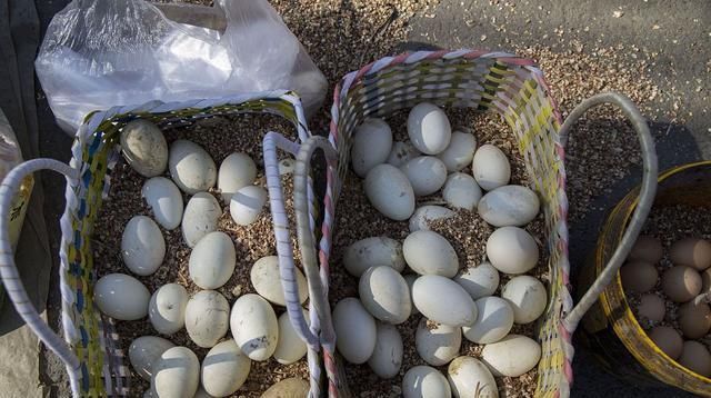 妈妈|吃鹅肉的人很多,超市却没有鹅蛋卖,也很少见人吃鹅蛋,为什么呢