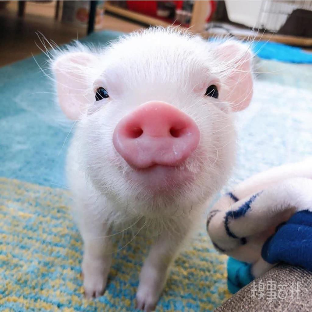  食用|今日份甜～加冰食用口感更佳