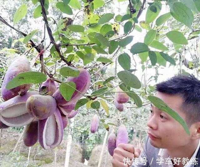 日本|日本土豪吃得起的水果,一斤上百,在中国满山都是却不稀罕捡