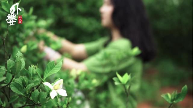 栀子花|栀子花还能做菜？在药都樟树，吃栀子花比吃大白菜的还多！教你做