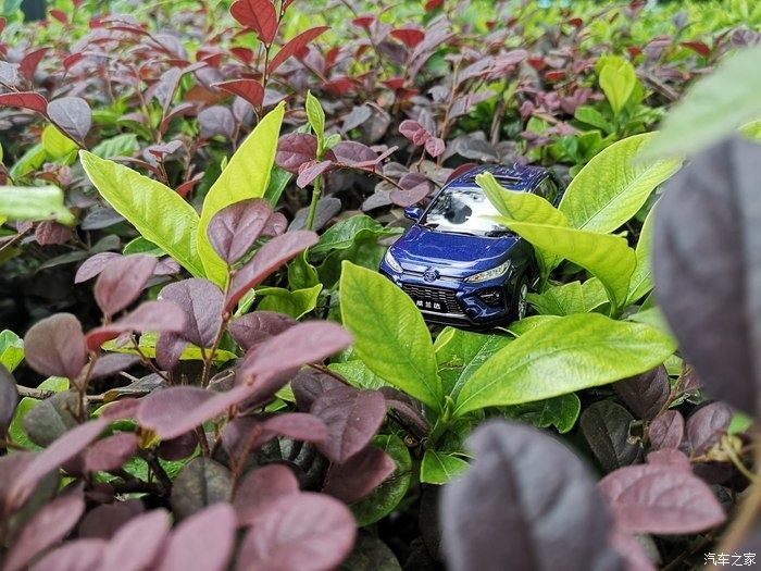 拍摄|拥有威兰达车模,绽放花丛中,说说感受