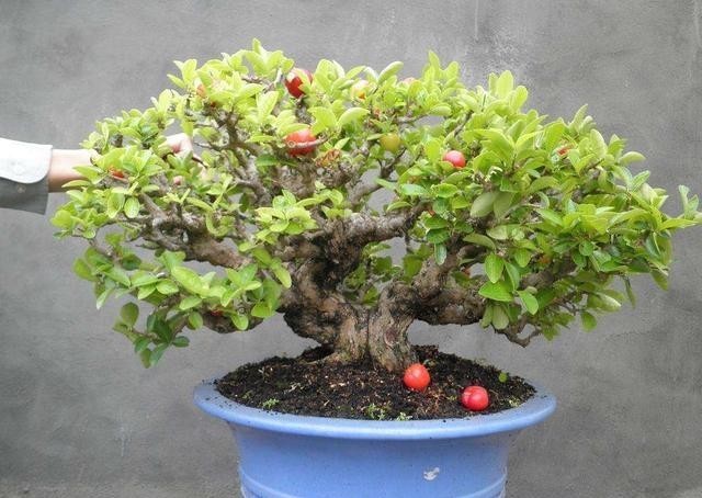 清朝|清朝的造办处曾经献给了两盆盆景,乾隆皇帝说:难得的绝品