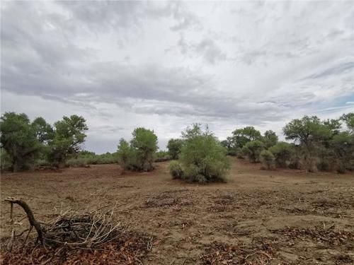  轮台县|新疆轮台县生态搬迁：塔河沿岸绿了，新居村民富了