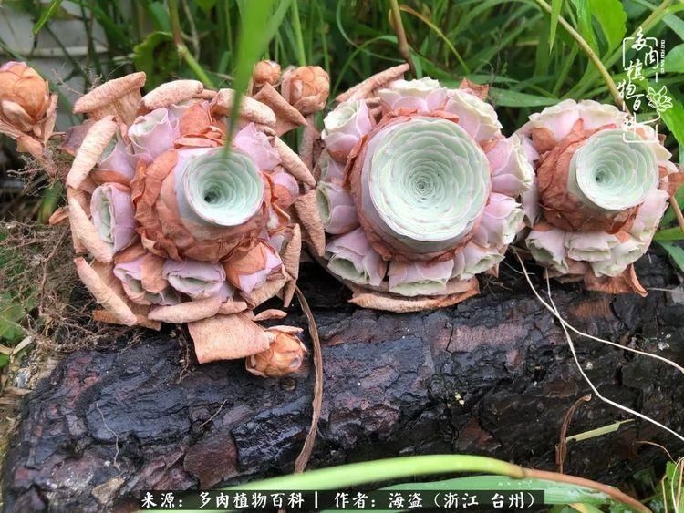  梅雨季|干货：高温高湿梅雨季，山地玫瑰养护提醒，帮你远离黑腐！