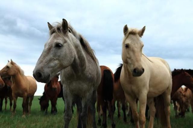 消失|1985年整编后骑兵消失,分布在军马场的数千万战马,最终去哪了?