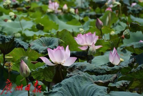 市县多云|明天广州还有36℃高温,后天雷雨缓解酷热天气