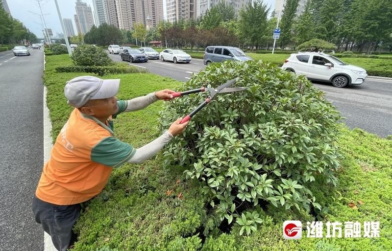 给绿化带“理发”，美了美了！