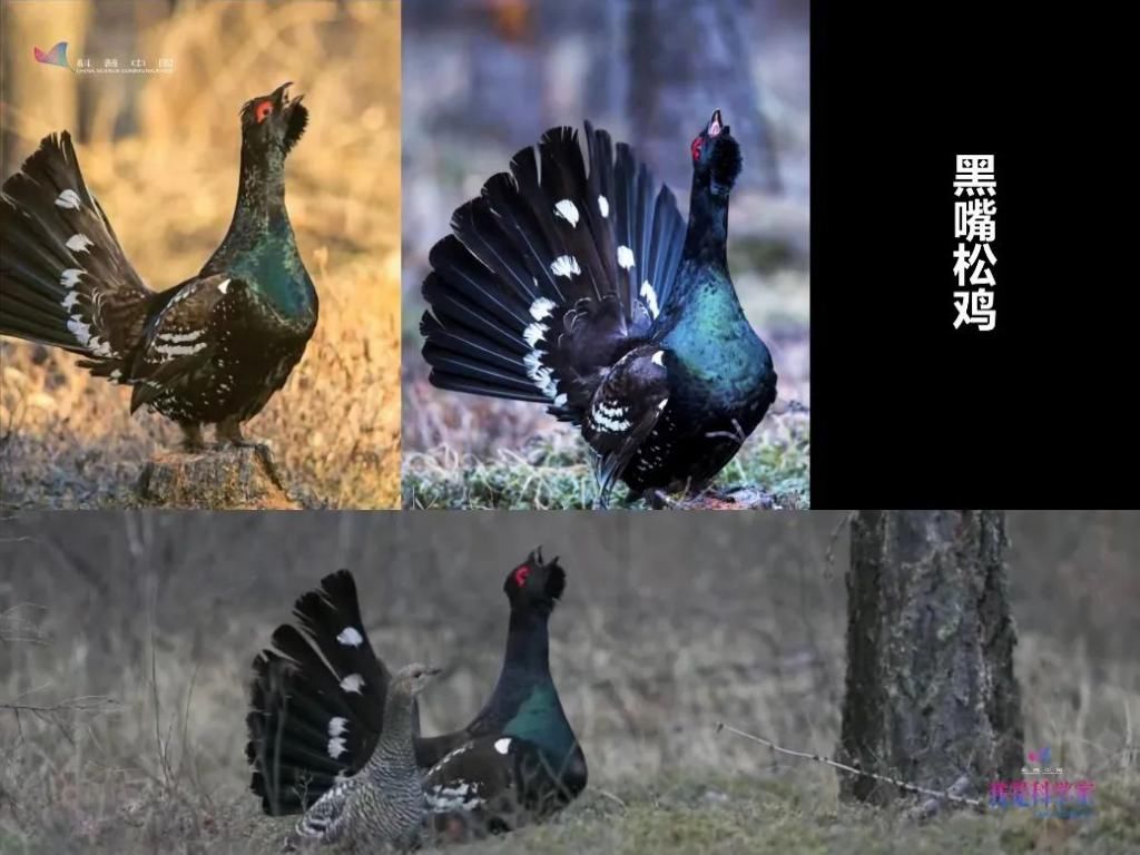 人生|研究灰脸鵟鹰那两年,是我人生中感到最热的两个夏天