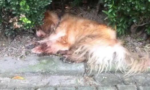  家犬|18年家犬一朝遭遗弃，遇车祸奄奄一息！狗主人被传唤处罚