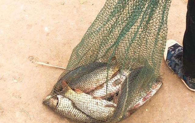 鲤鱼|黄河放生台,大鲤鱼蹦跶两下就被捞上来谁将放生变成杀生