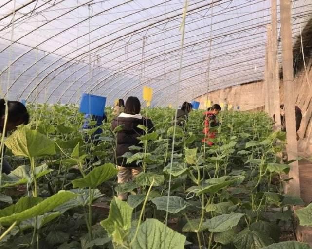  专业|专业解码|潍坊科技学院2020年专科招生专业都在这了