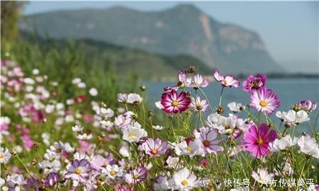简直|简直不要太美!15亩格桑花点燃西华湿地