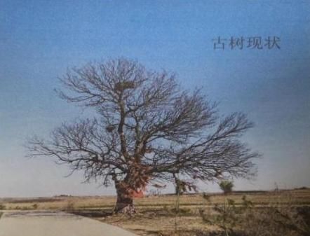  赔偿金|货车撞断树枝被判赔偿13万7！网友：请问赔偿金是给树烧过去？