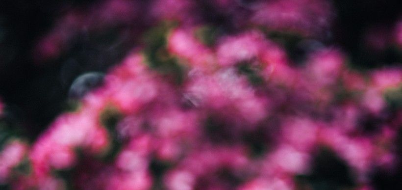  后悔|爱情要学习4大生肖，一旦爱上，绝不后悔，此生不离不弃！