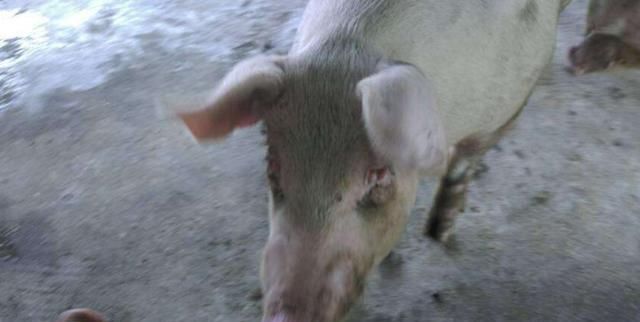  重视|养猪中猪的眼睛有这3个变化，是发病的征兆，养猪朋友要引起重视