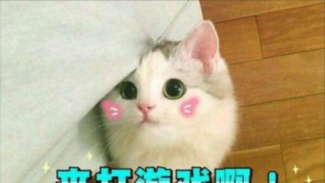 梦幻|梦幻西游：梦幻首款拥有自己装扮的坐骑，甜蜜蜜豆豆穿搭分享