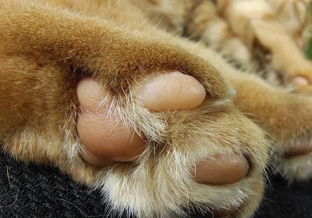  游戏体验|“超大杯”旗舰vivo X50 Pro＋上手实测：表现全面几乎无短板？