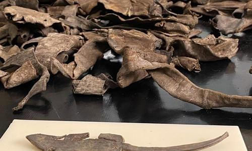 检查|博物馆检查垃圾堆,发现古罗马“皮老鼠”,牵出罗马入侵英国历史