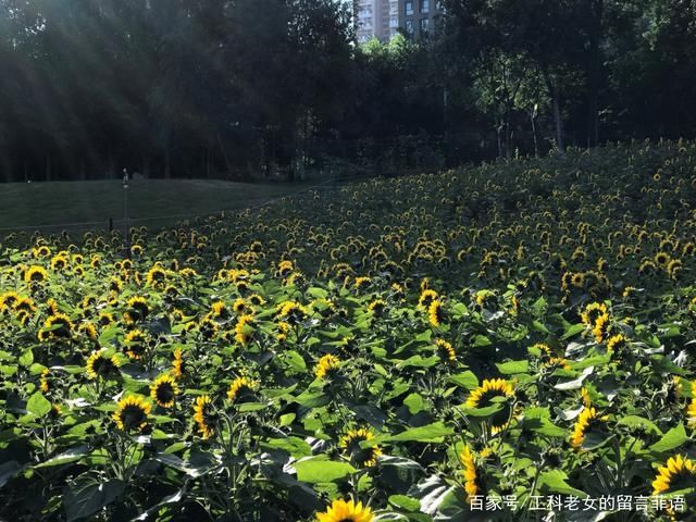 葵花|沈阳花讯通知：朵朵葵花向阳开