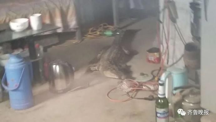  趴着|喂，119吗？我床边趴着条鳄鱼，一米多长…