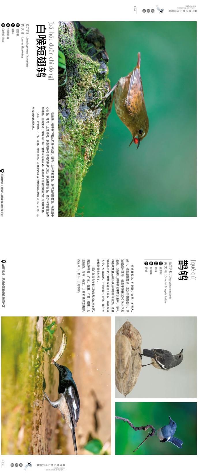 野生鸟类|艺术照曝光!肇庆竟藏有这么多野生“精灵”,很多没见过……