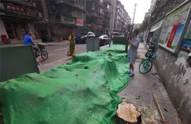  巷里|桂花巷里砍光桂花，这得和满街居民多大仇恨？