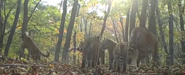  国家|野生动植物保护|东北虎豹国家公园：近三年新增东北虎东北豹幼崽共17只