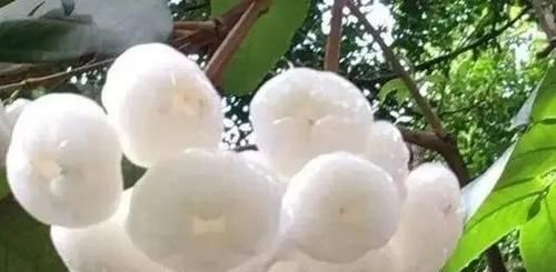 莲雾|南方这水果火了比蜂蜜还甜卖60元一斤,却少有人吃过