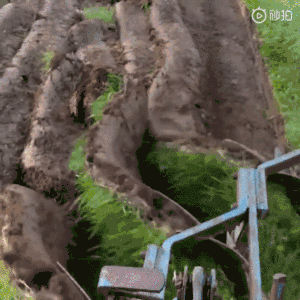 身为|你敢信吗?身为超级强国,居然有3000万美国人在挨饿!