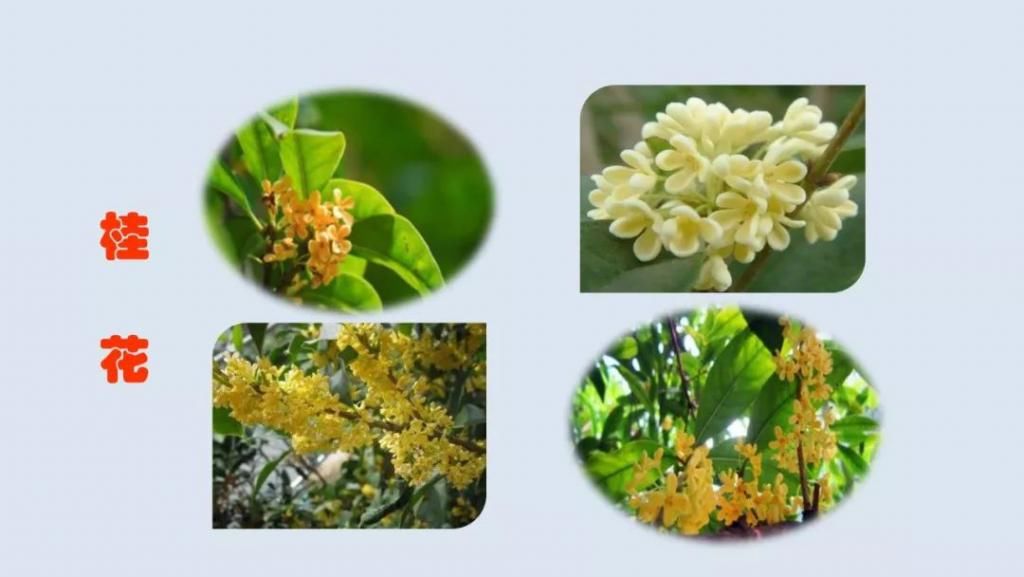 桂花|【预习】部编版五年级语文上册第3课《桂花雨》图文讲解