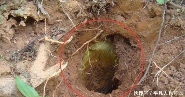 男子|男子挖土发现洞口里藏有“黄金”，伸手拿出来后却酿成悲剧！