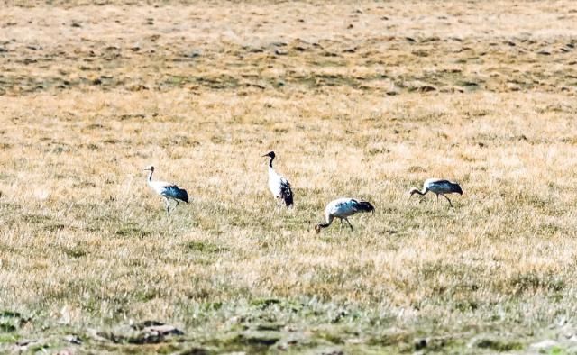 想象|不必远赴澳大利亚就能拥有的粉红湖、空中草原,西藏之西比想象中更惊艳!