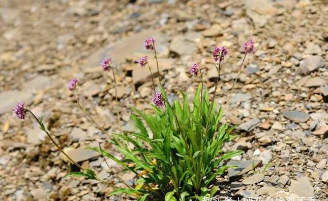 火锅|这种植物是火锅调味料之一,市场需求很大,目前市场价35元一斤