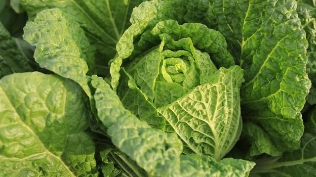  高产|夏季无公害大白菜高产栽培管理技术，及病虫害防治措施，增加产量