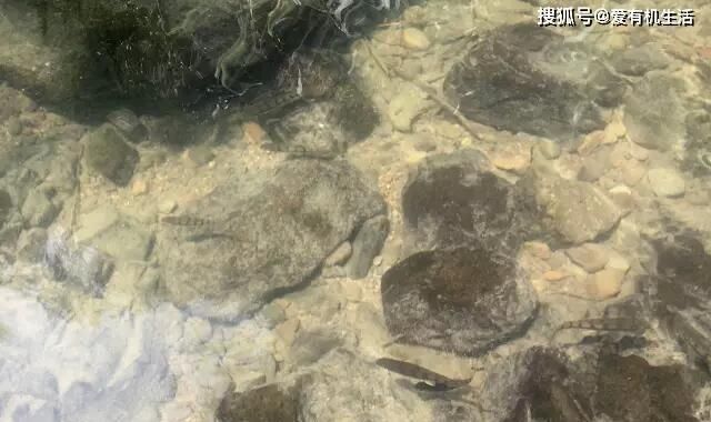 红烧|农村这种鱼，一般生长在水流清澈的小溪里，咬钩凶猛，红烧之后鲜香不腥